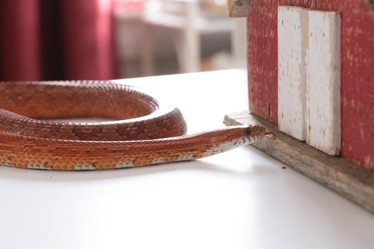 A red factor corn snake.
