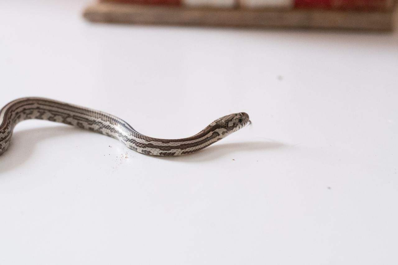 A juvenile anery tessera corn snake.