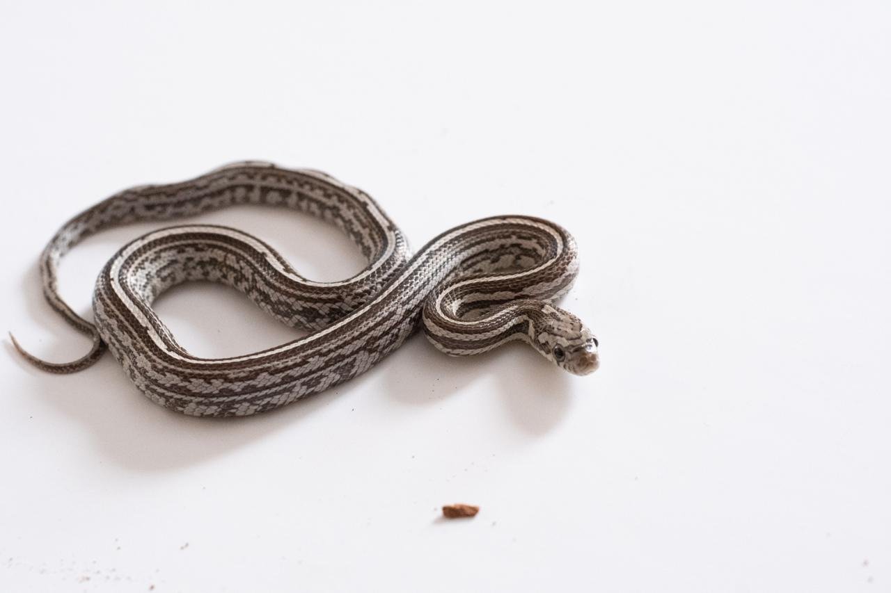 A juvenile anery tessera corn snake.