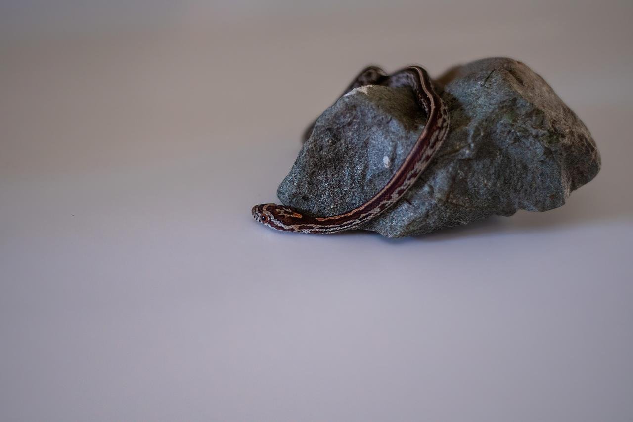 A tessera corn snake hatchling