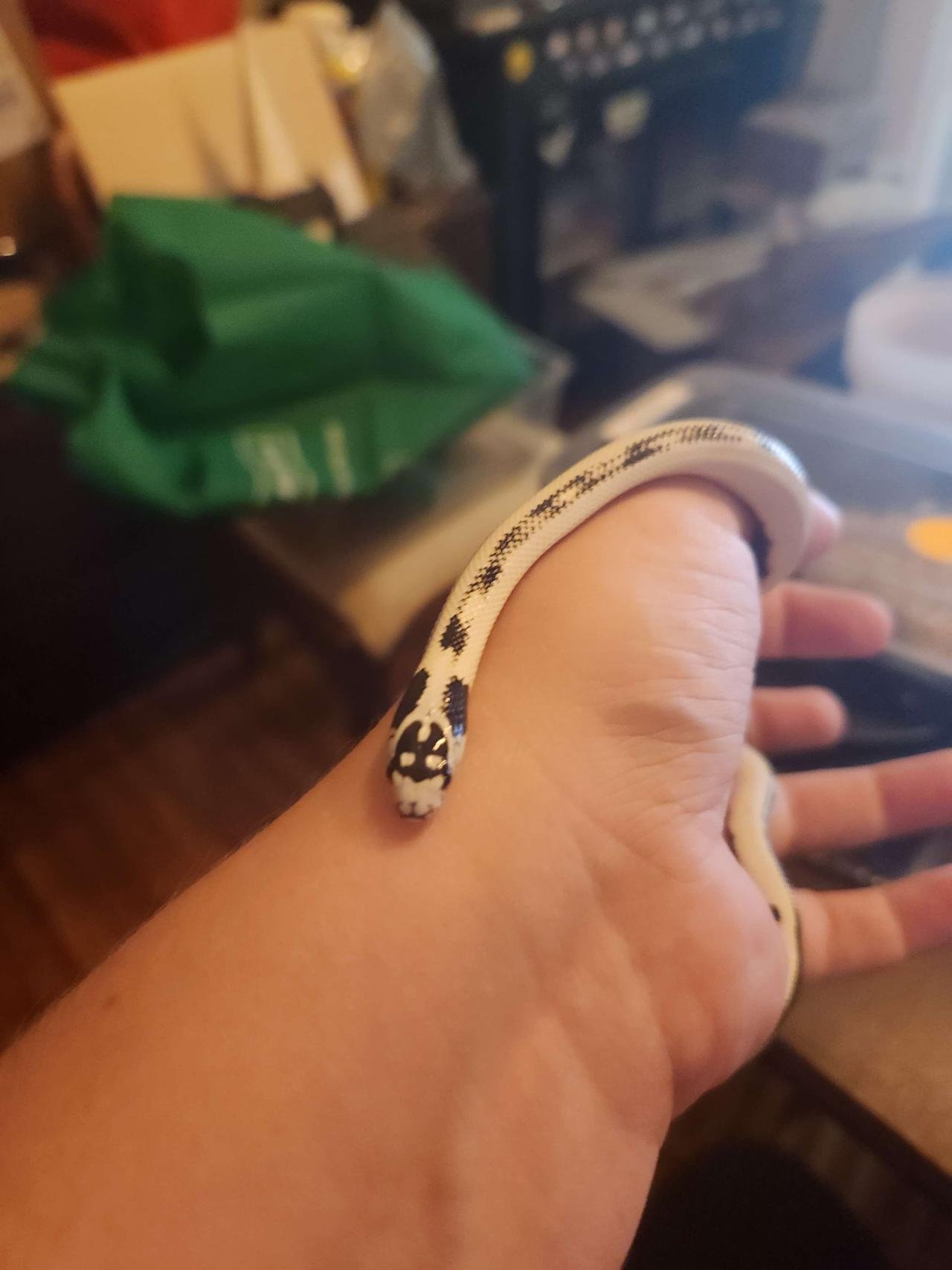 High white california kingsnake