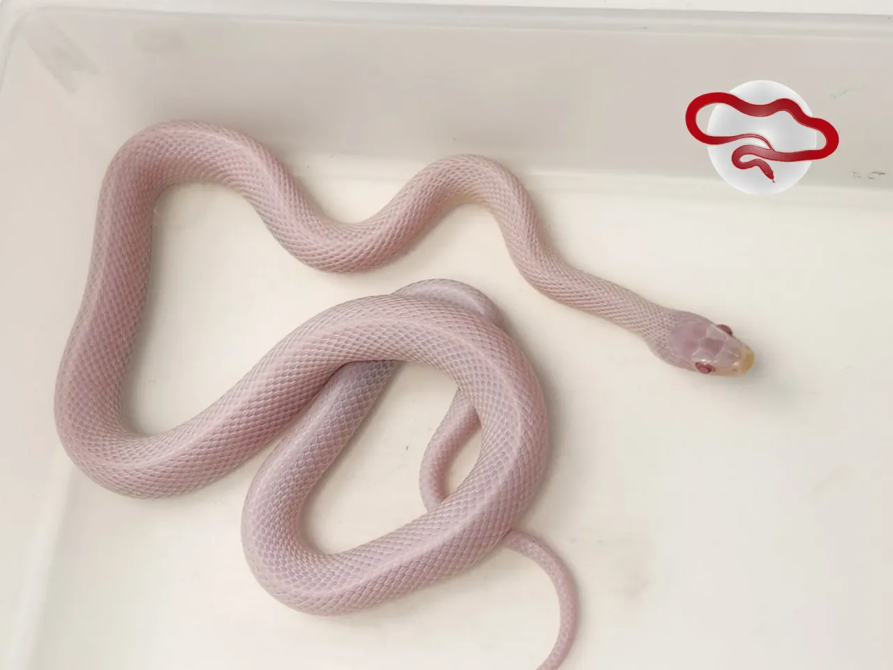 A tessera blizzard corn snake