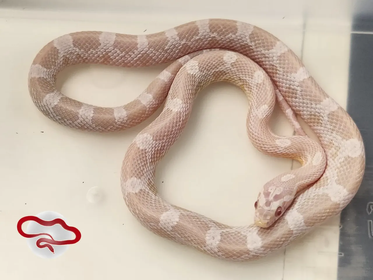 A snow corn snake