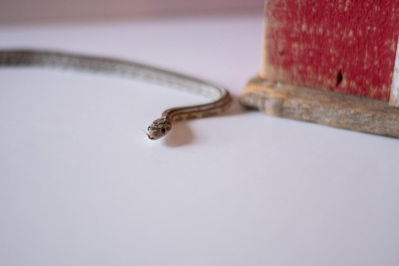 An anerythristic tessera corn snake
