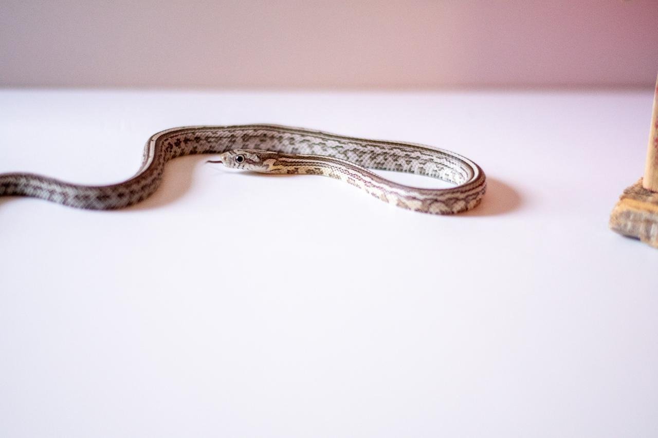 An anerythristic tessera corn snake