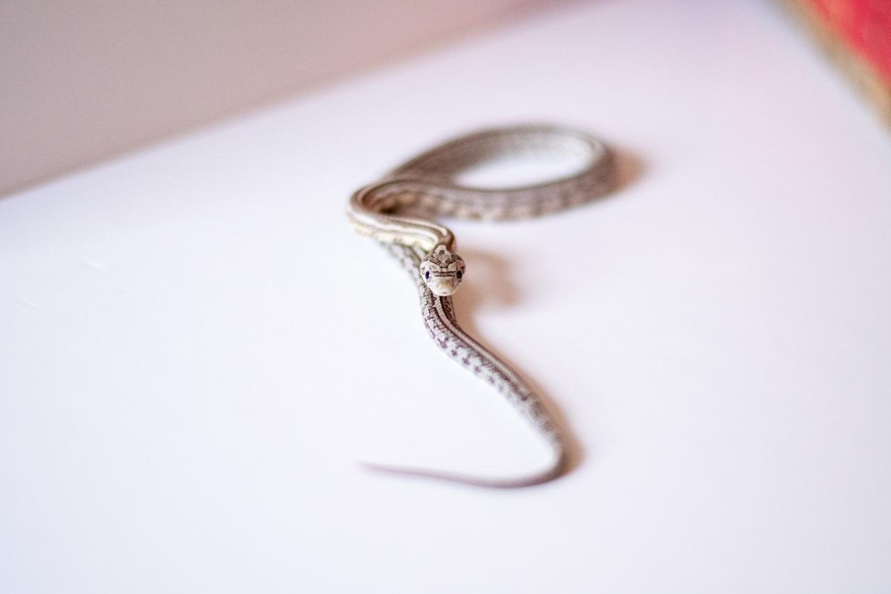 An anerythristic tessera corn snake