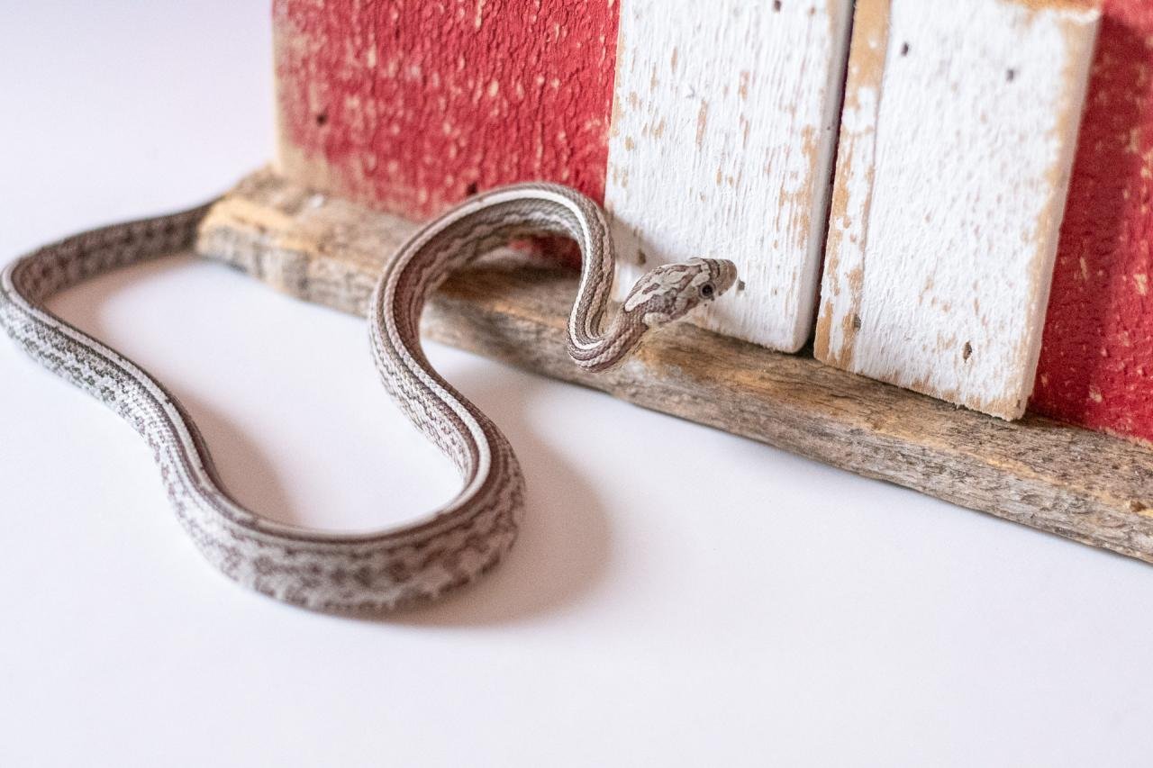 An anerythristic tessera corn snake