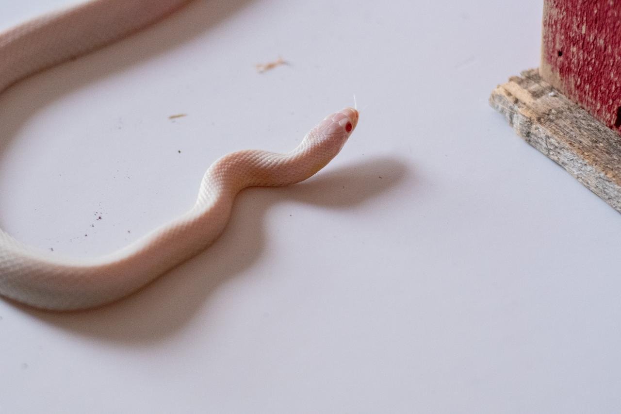 A blizzard tessera cornsnake
