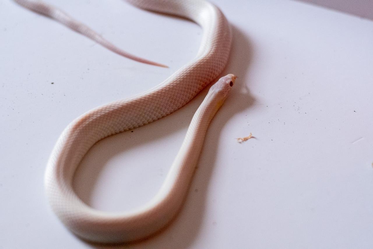 A blizzard tessera cornsnake
