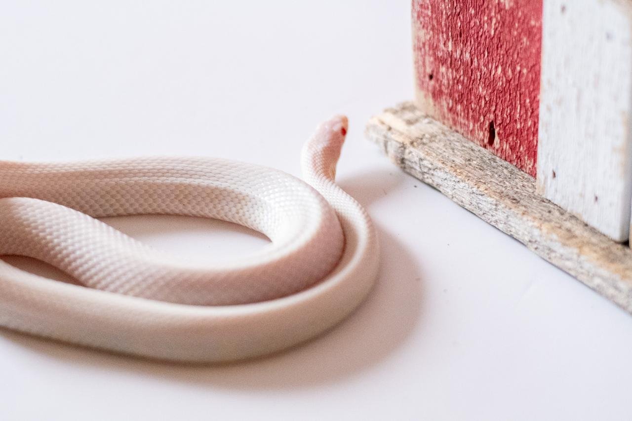 A blizzard tessera cornsnake