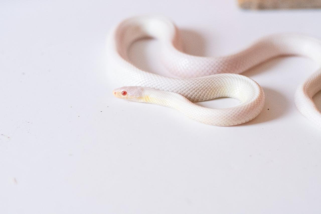 A blizzard tessera cornsnake