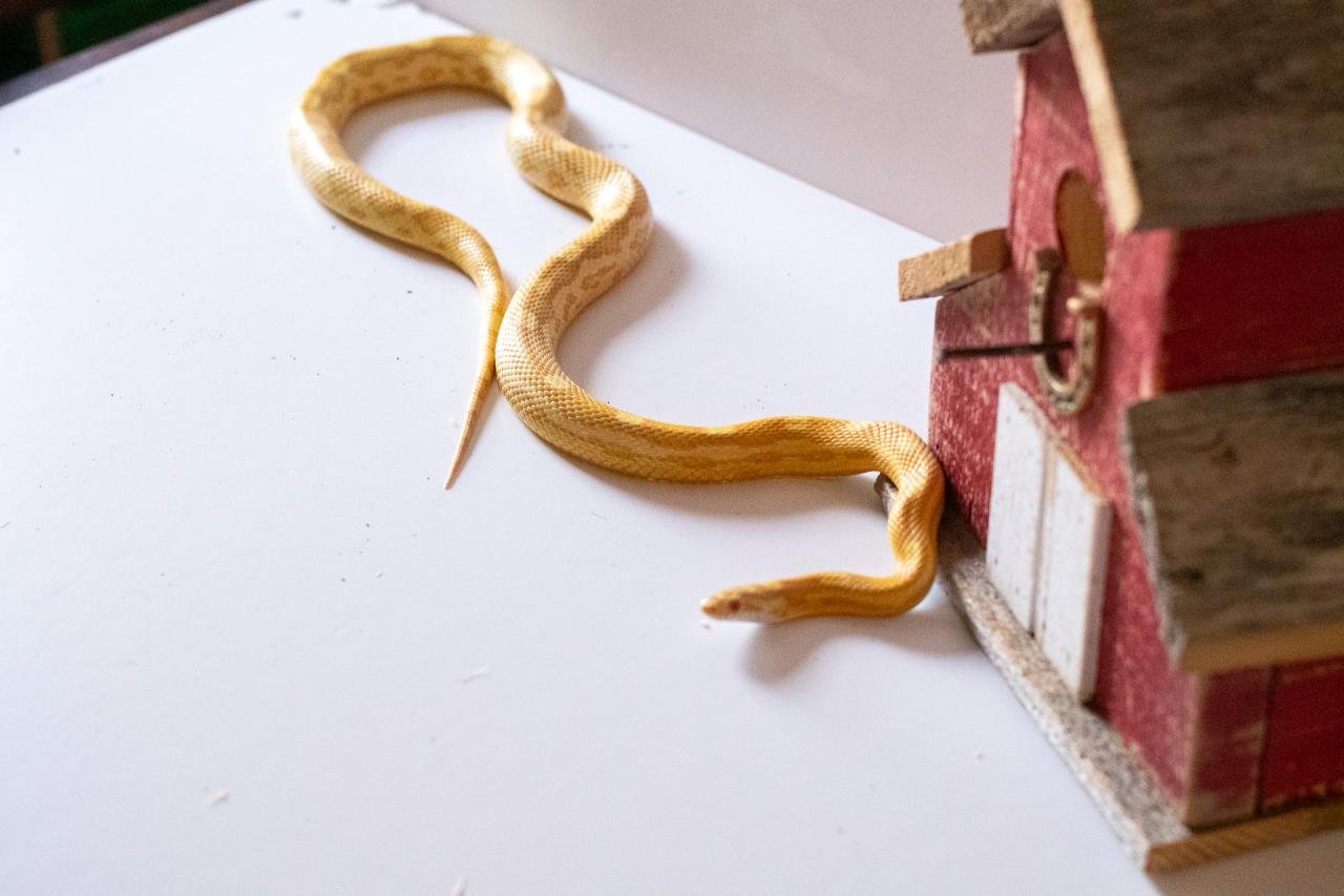 A butter motley corn snake