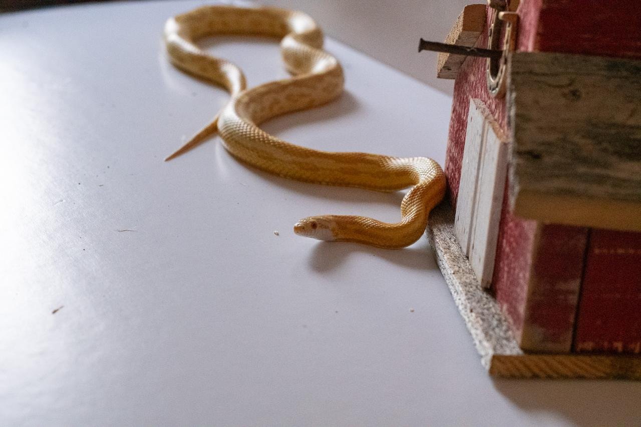 A butter motley corn snake