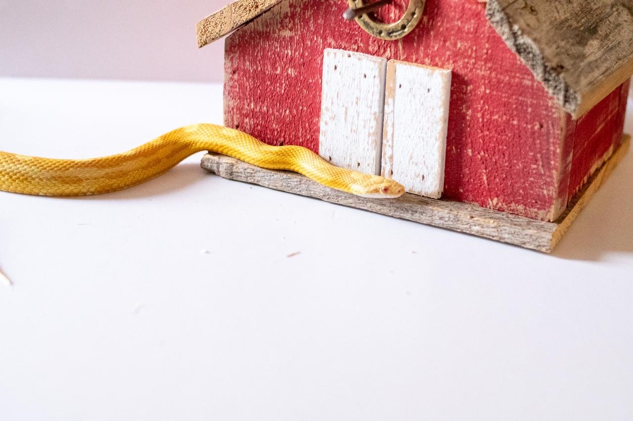 A butter motley corn snake