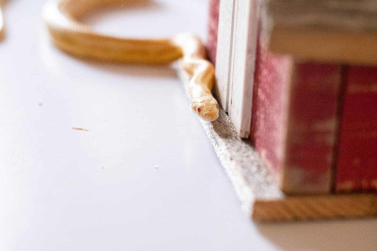 A butter motley corn snake