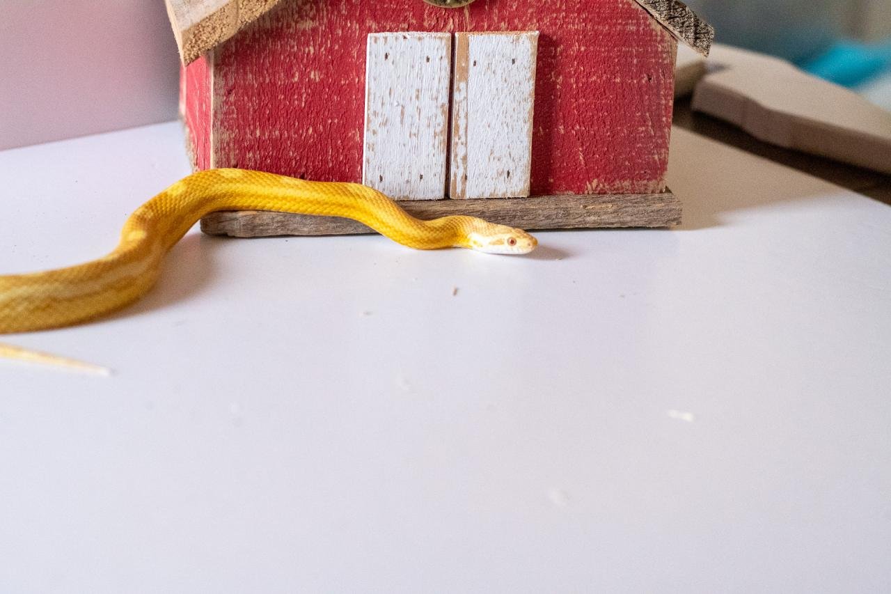 A butter motley corn snake