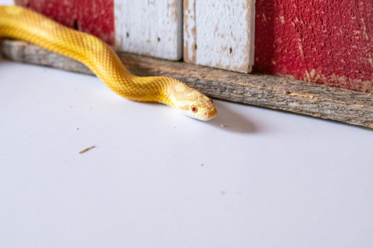 A butter motley corn snake
