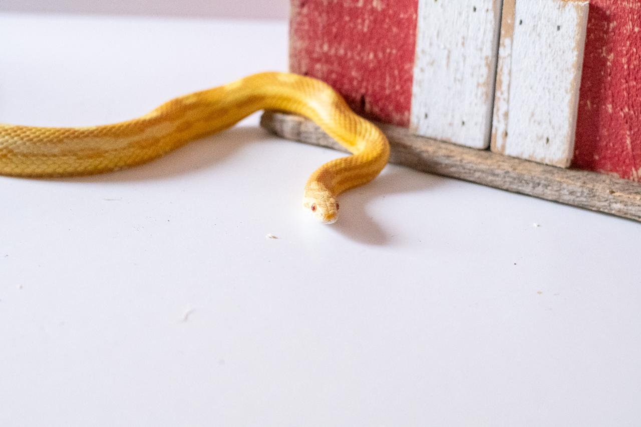 A butter motley corn snake