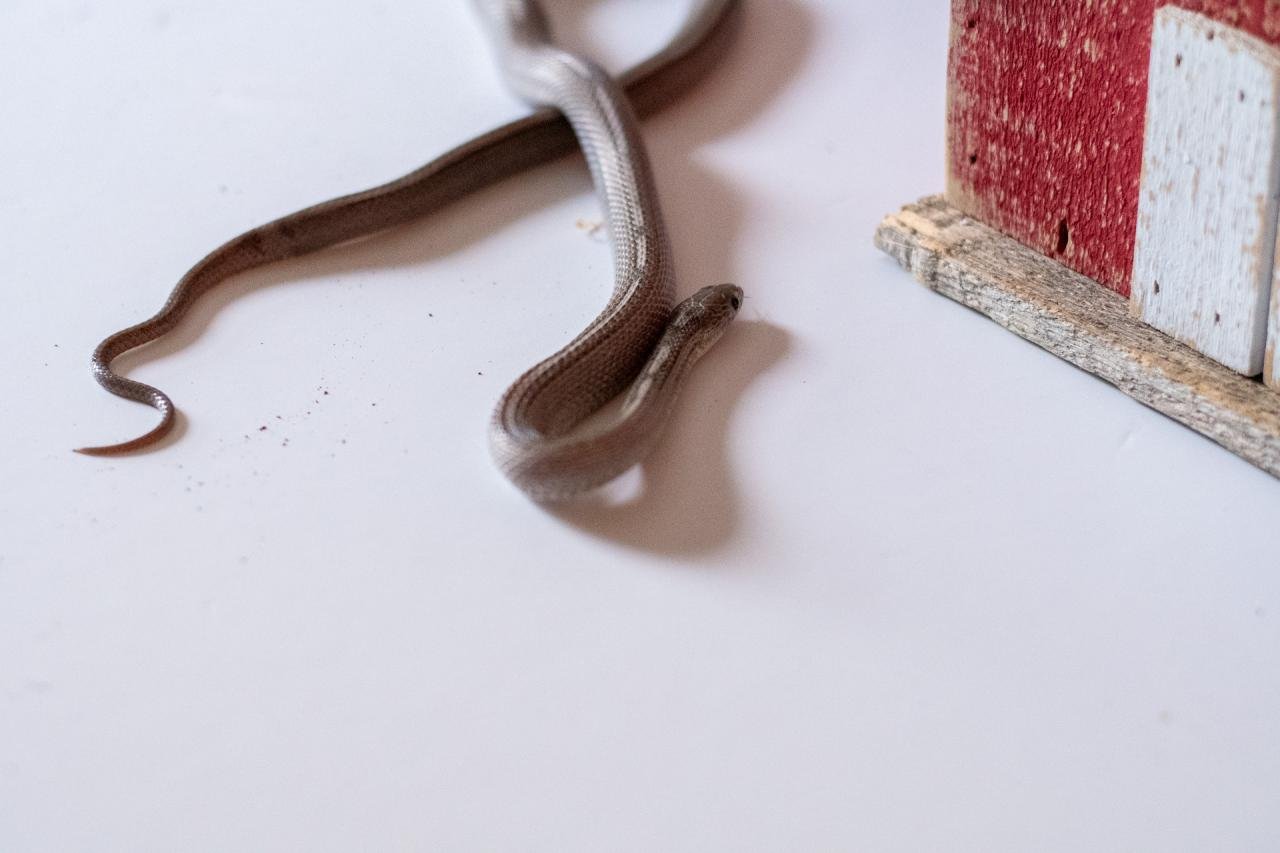 A tessera motley pewter corn snake