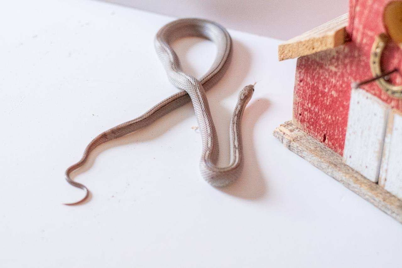 A tessera motley pewter corn snake