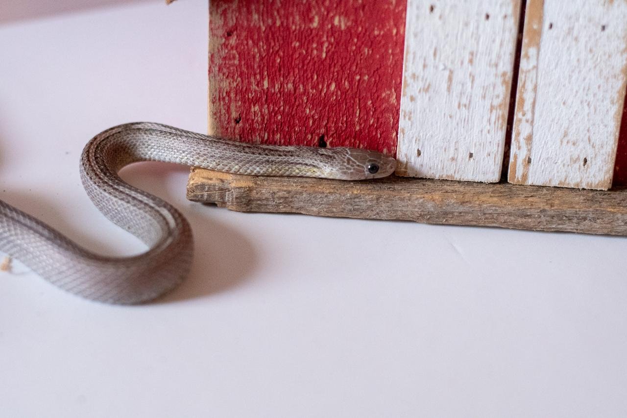 A tessera motley pewter corn snake
