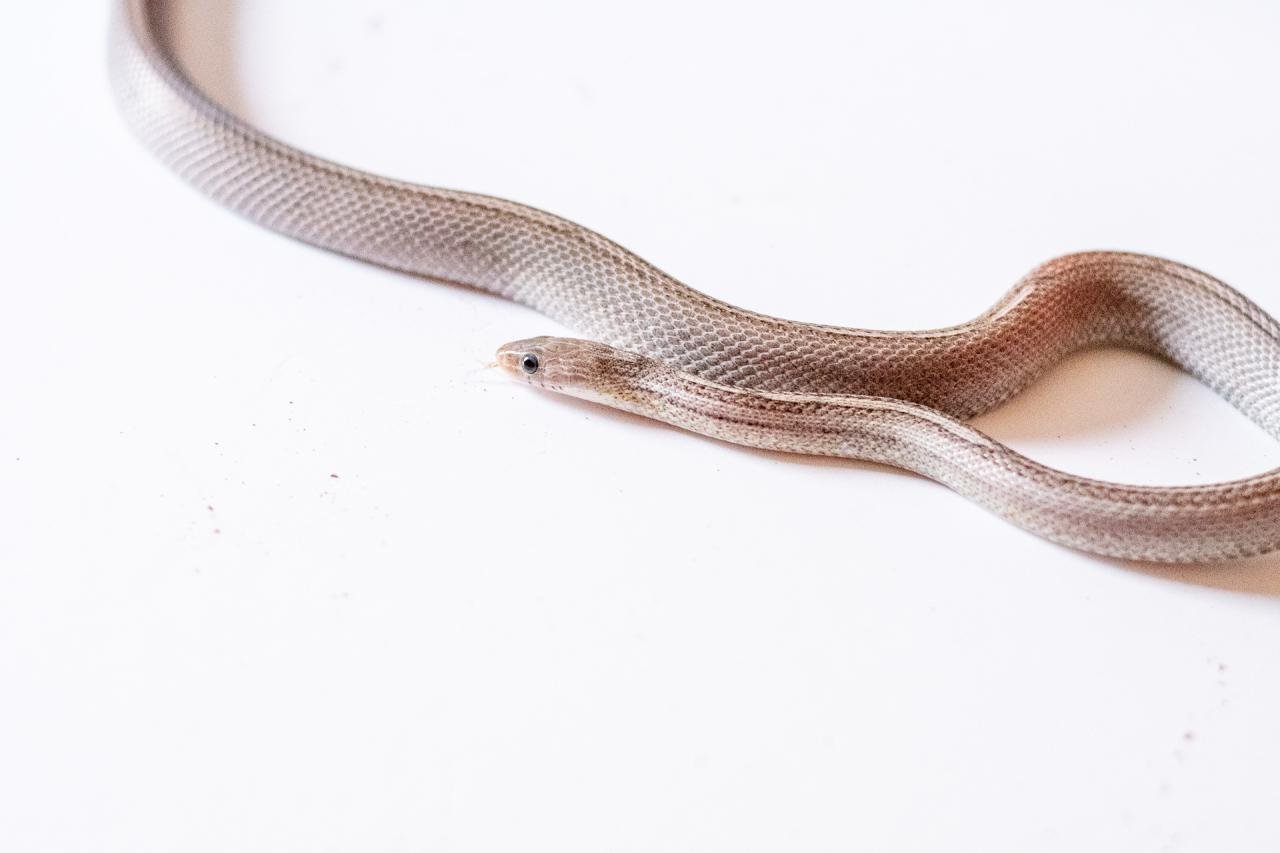 A tessera motley pewter corn snake