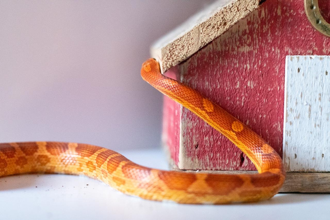 A normal corn snake