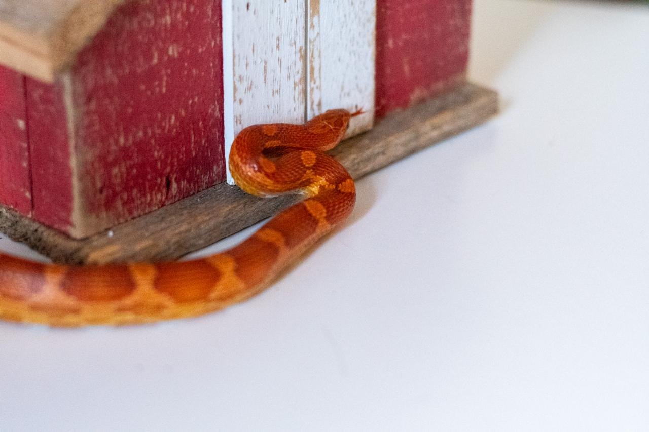 A normal corn snake