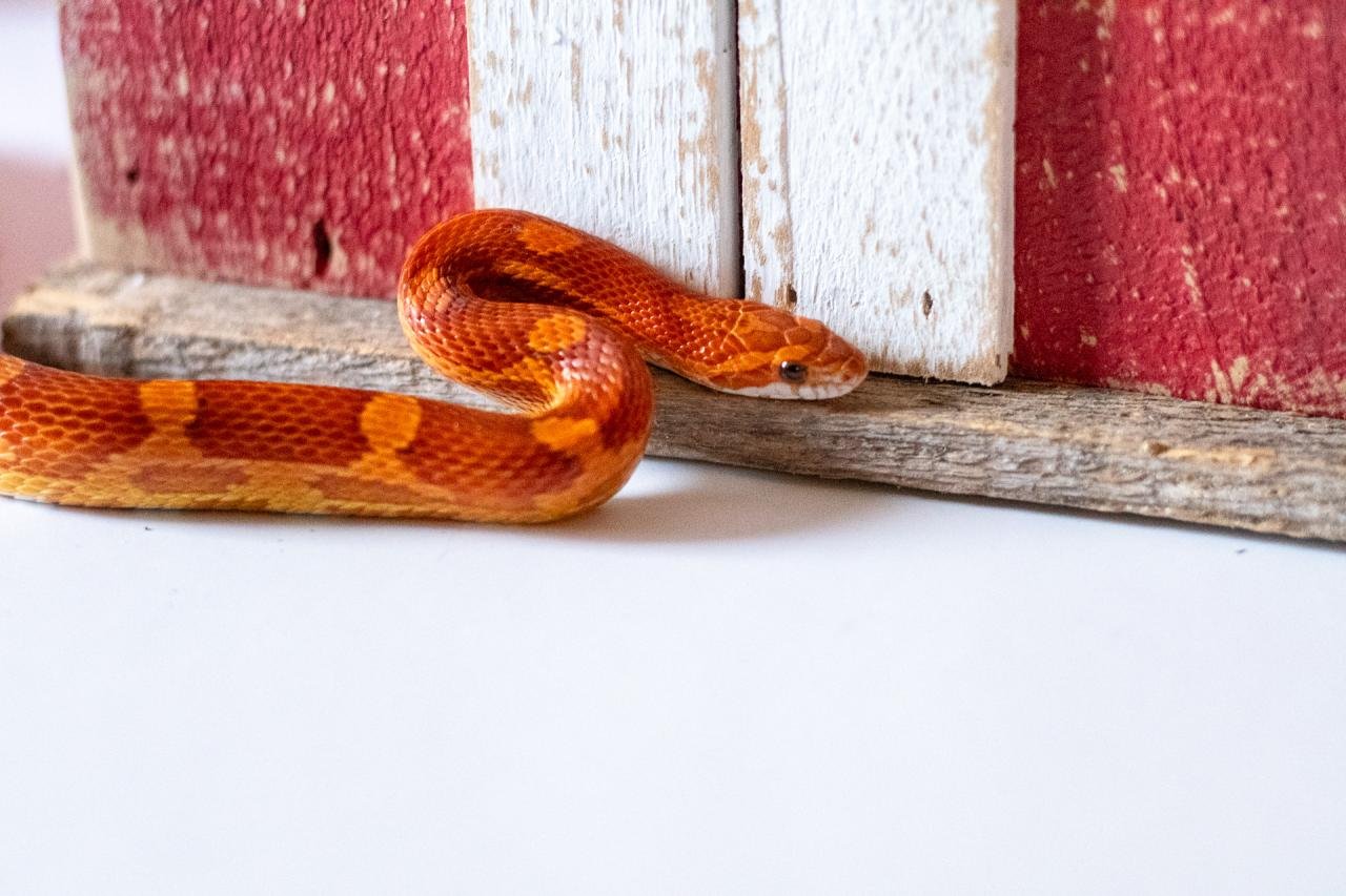 A normal corn snake