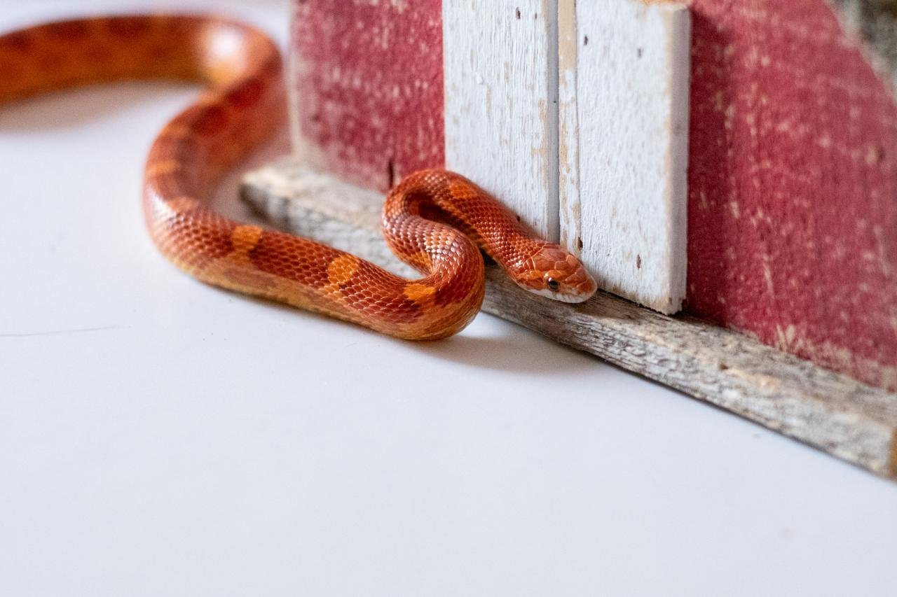 A normal corn snake