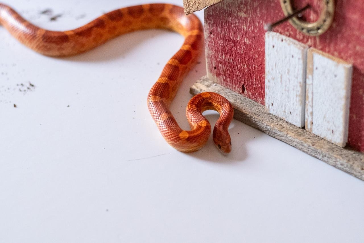 A normal corn snake