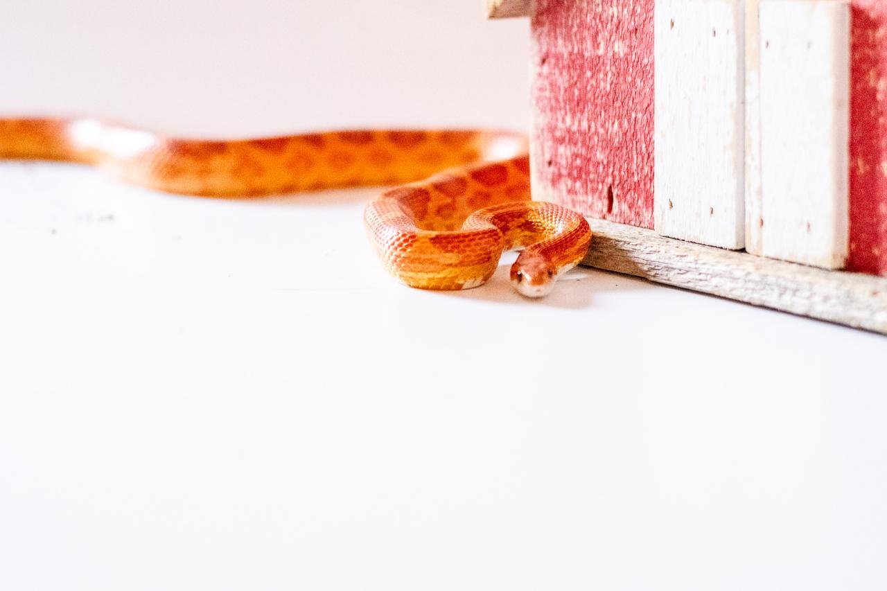A normal corn snake