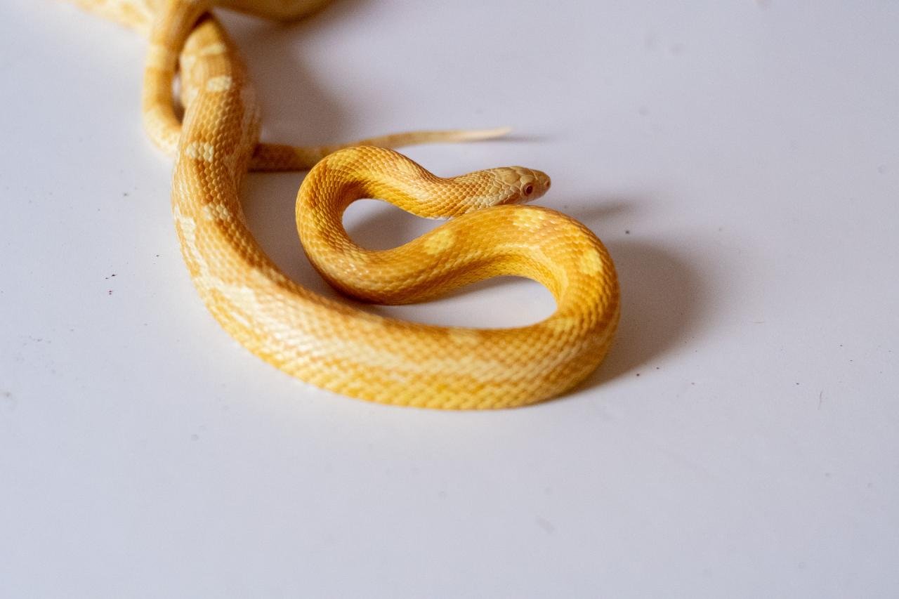 A butter motley corn snake