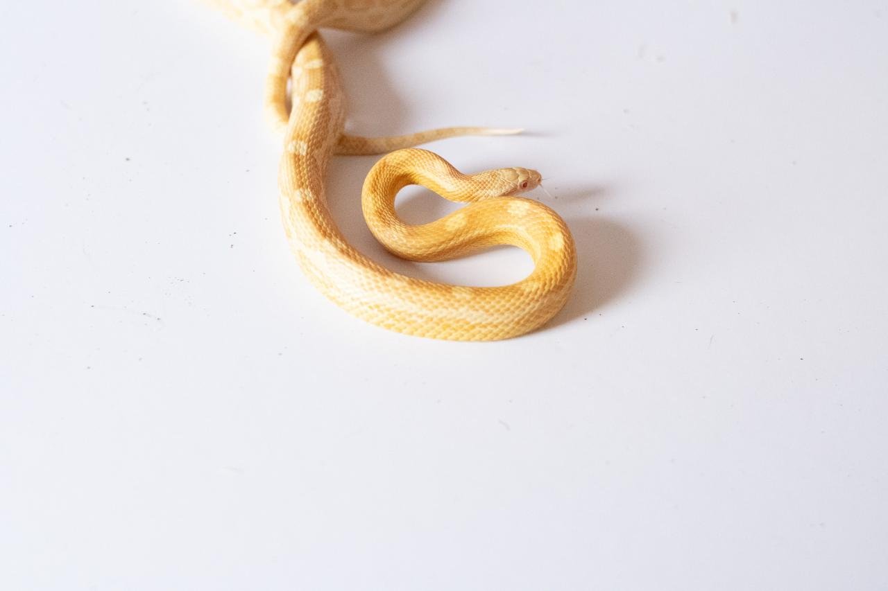A butter motley corn snake