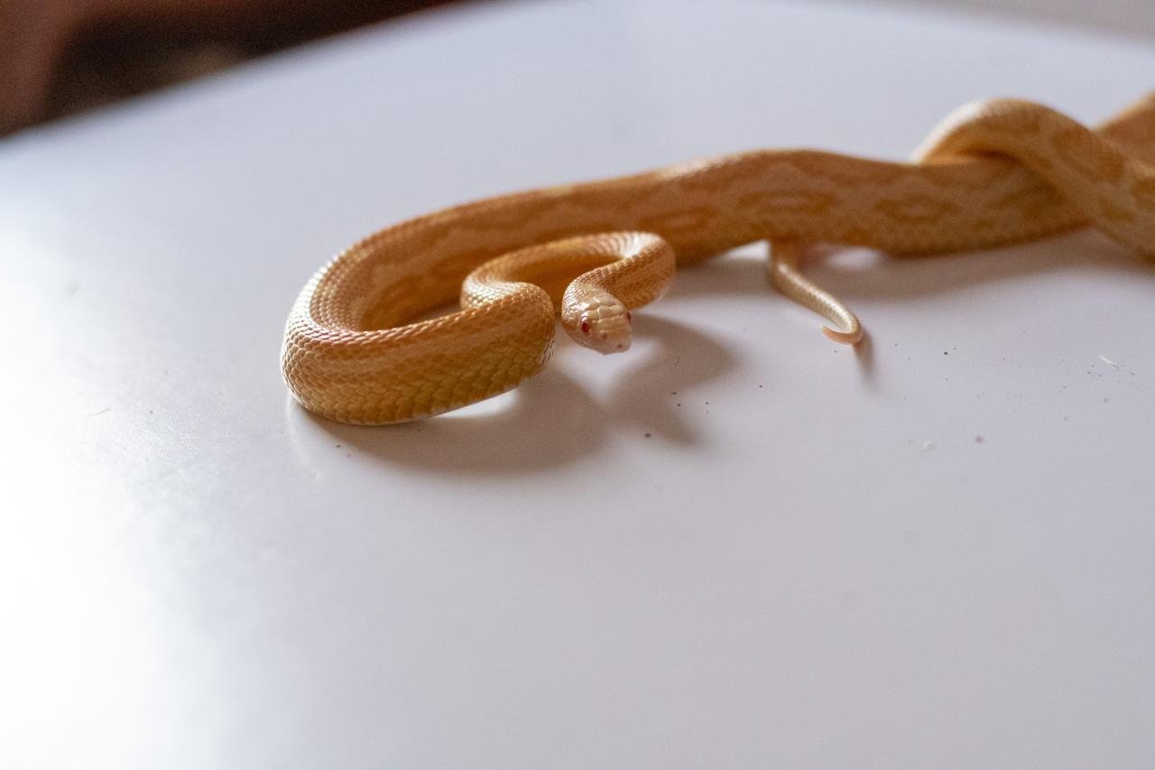 A butter motley corn snake