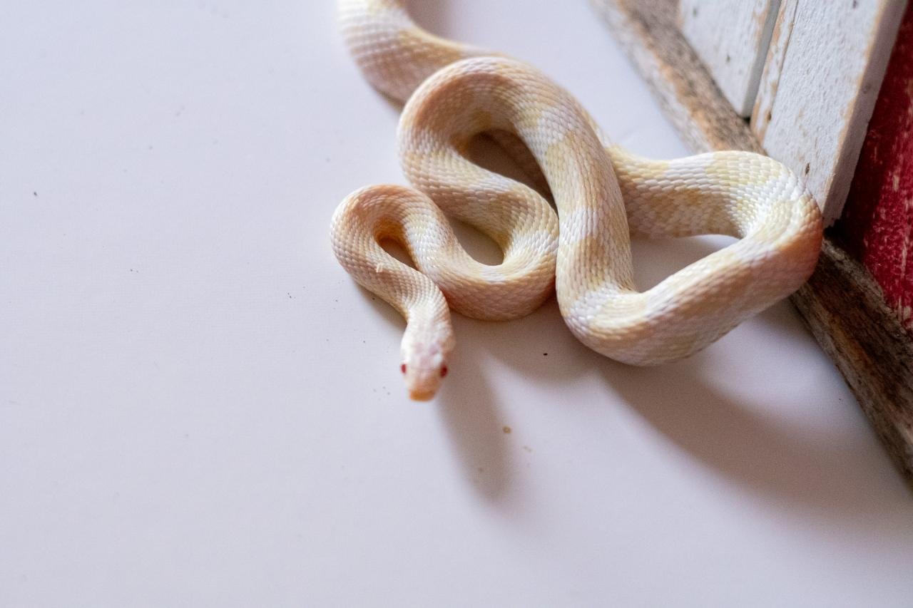 A snow corn snake