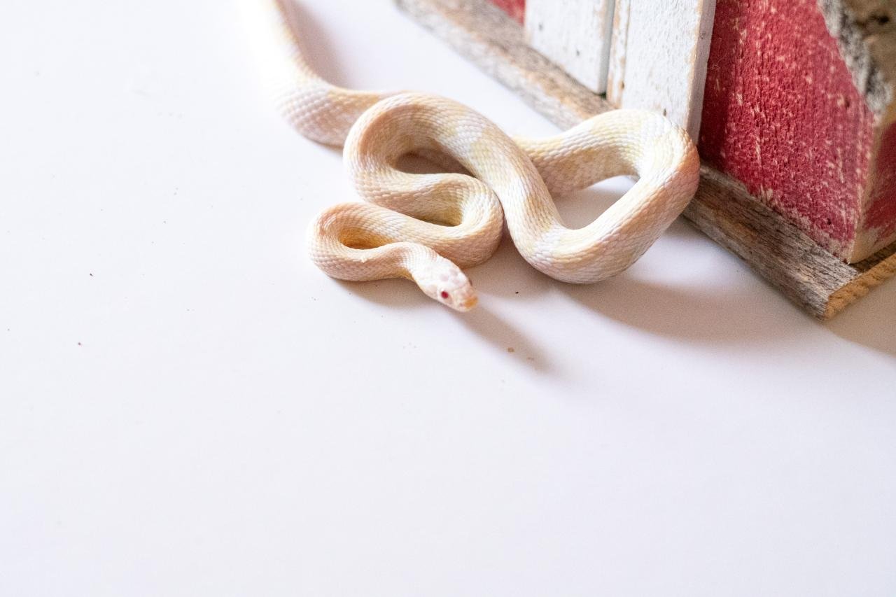 A snow corn snake