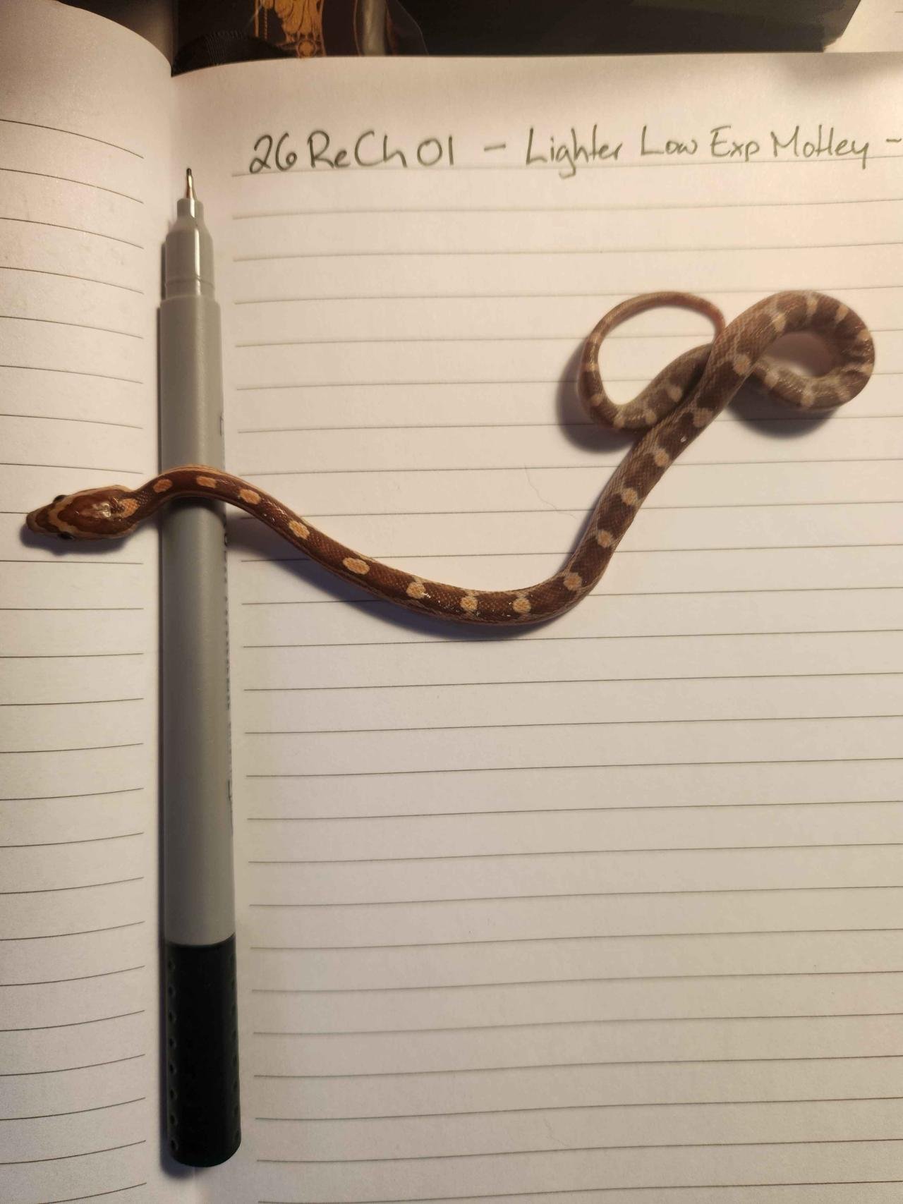 Motley corn snake hatchling