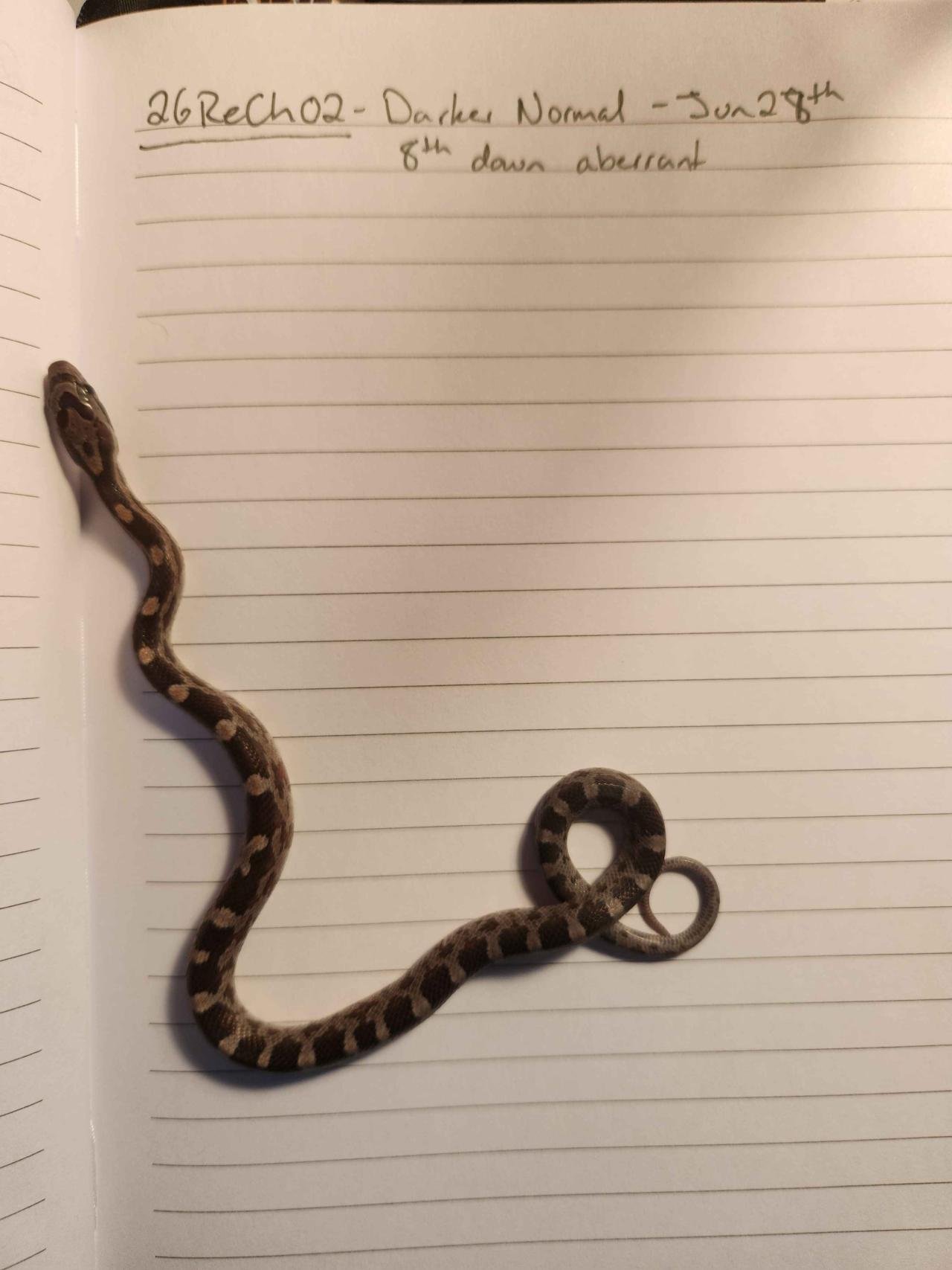 Normal corn snake hatchling