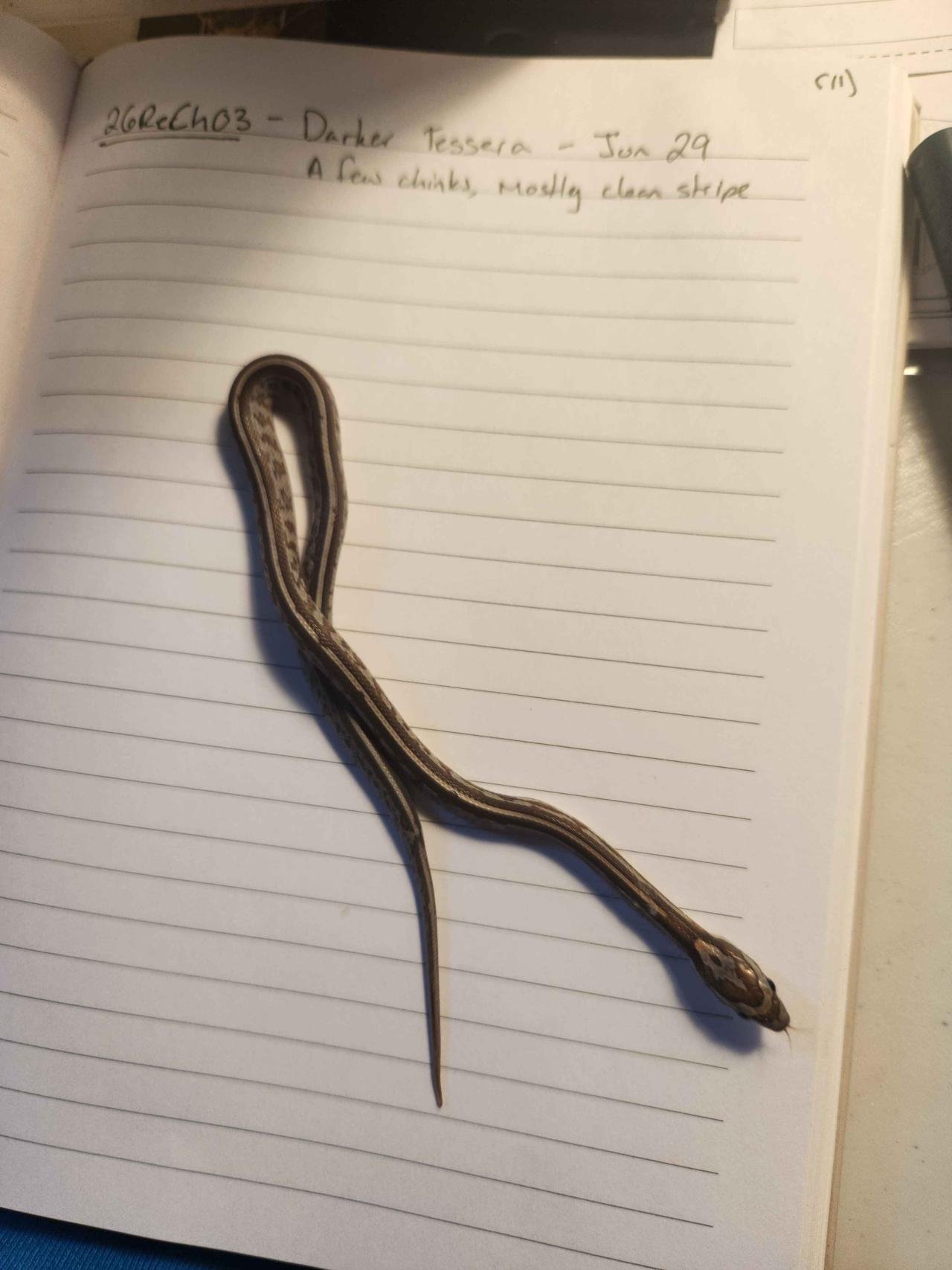 Tessera corn snake hatchling
