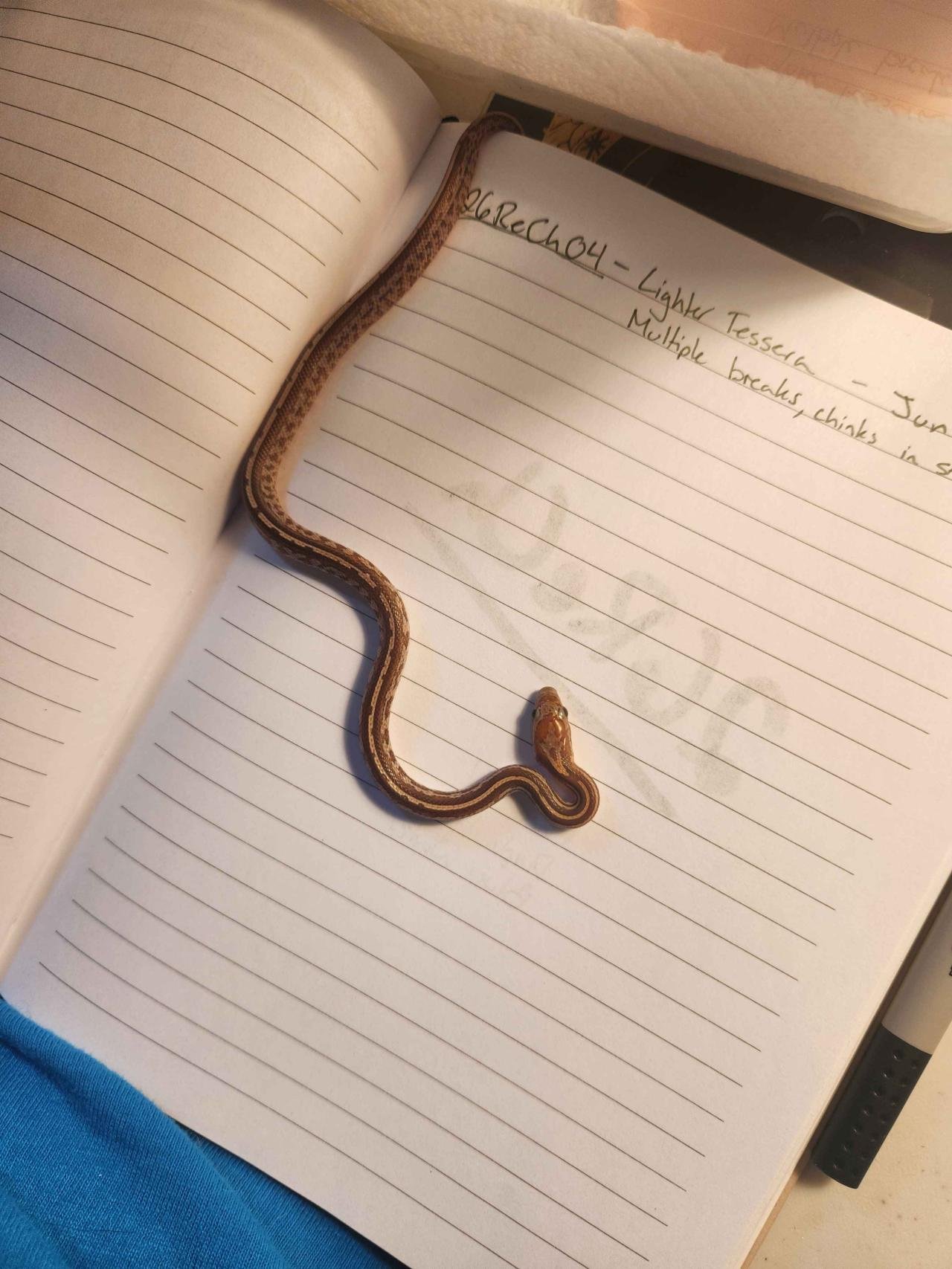 Tessera corn snake hatchling