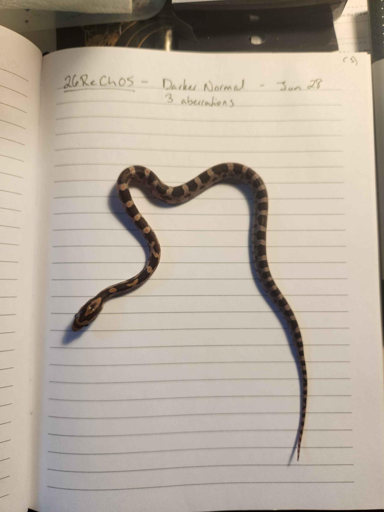 Normal corn snake hatchling