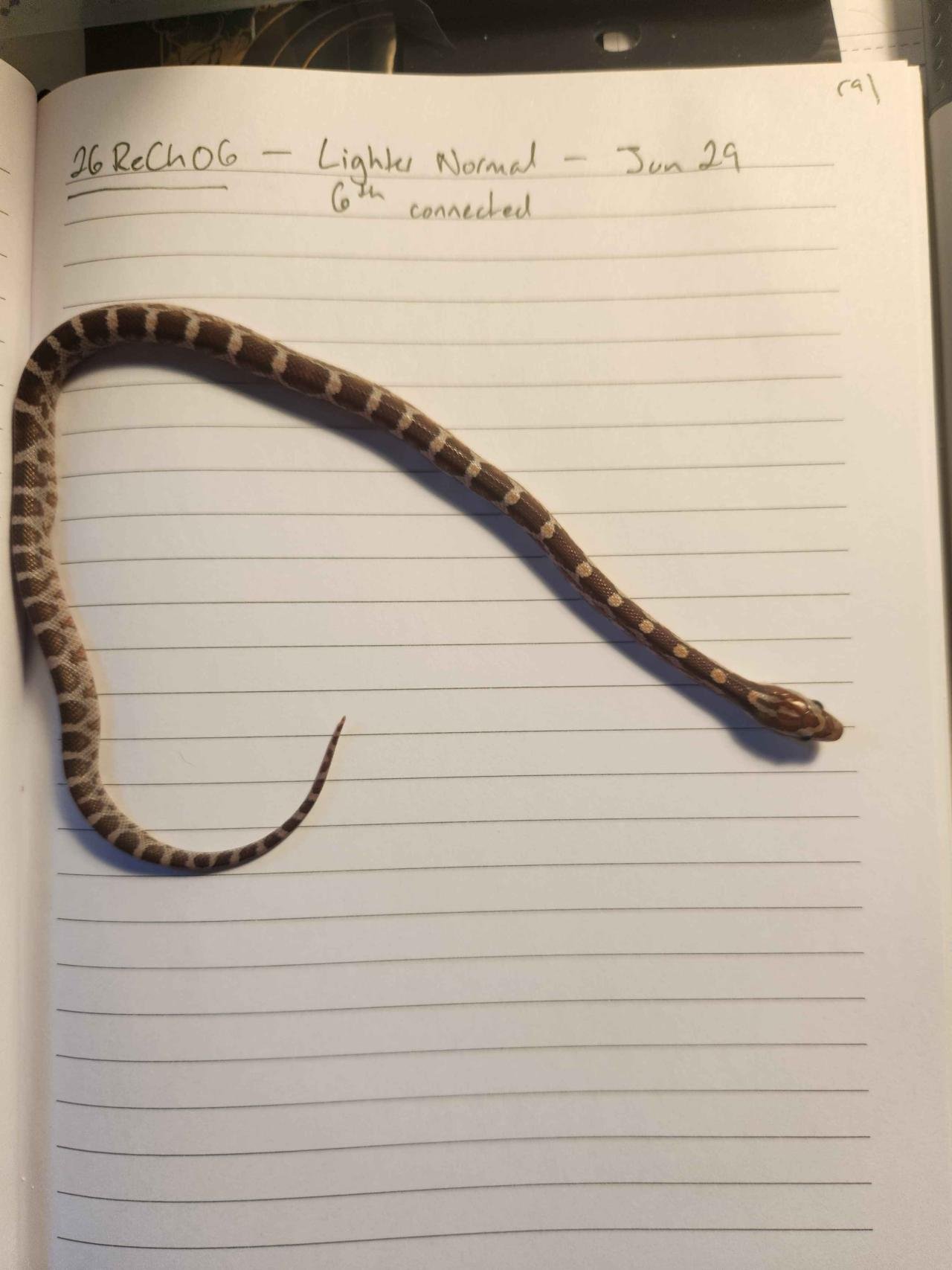 Normal corn snake hatchling