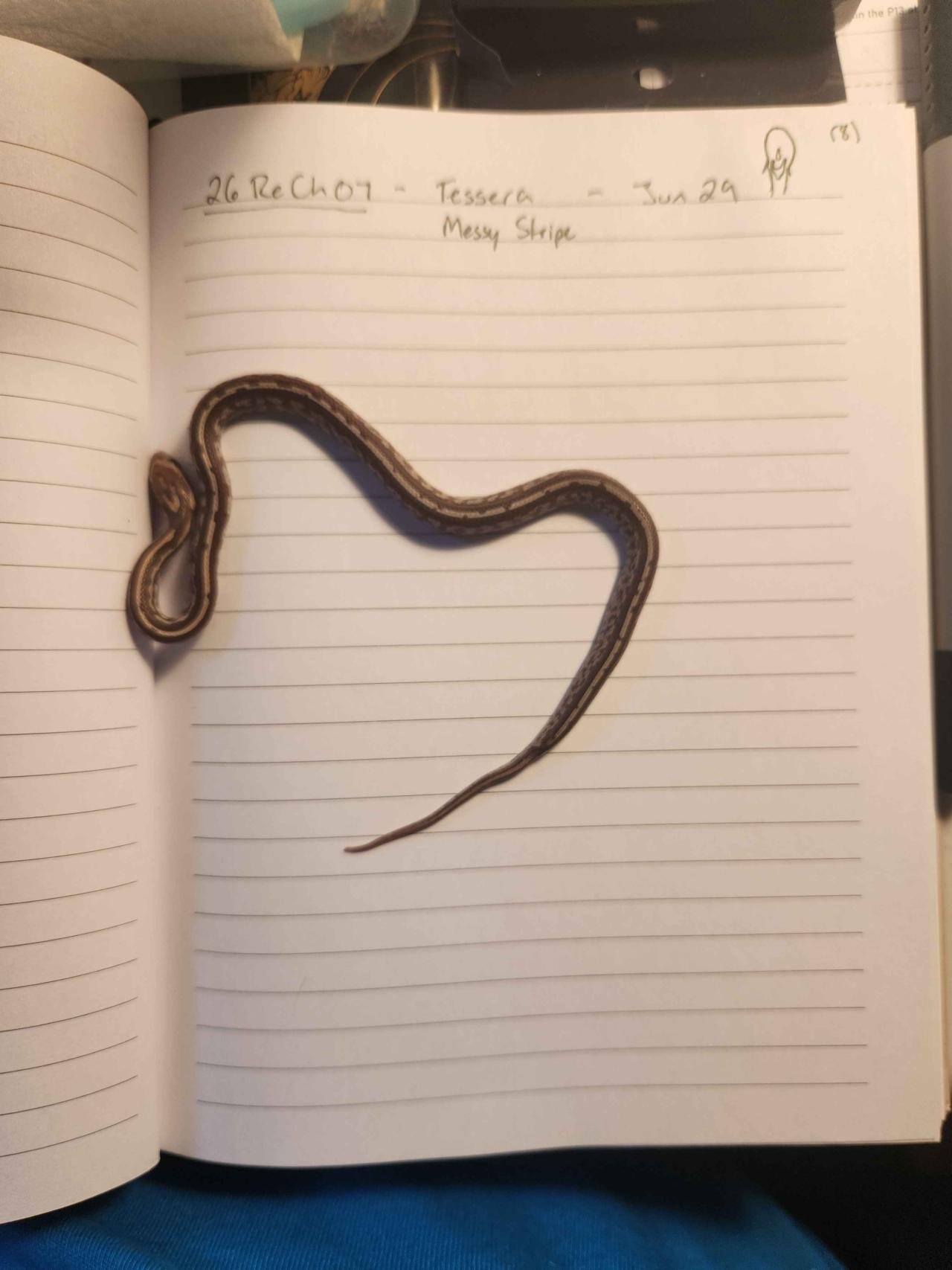 Tessera corn snake hatchling