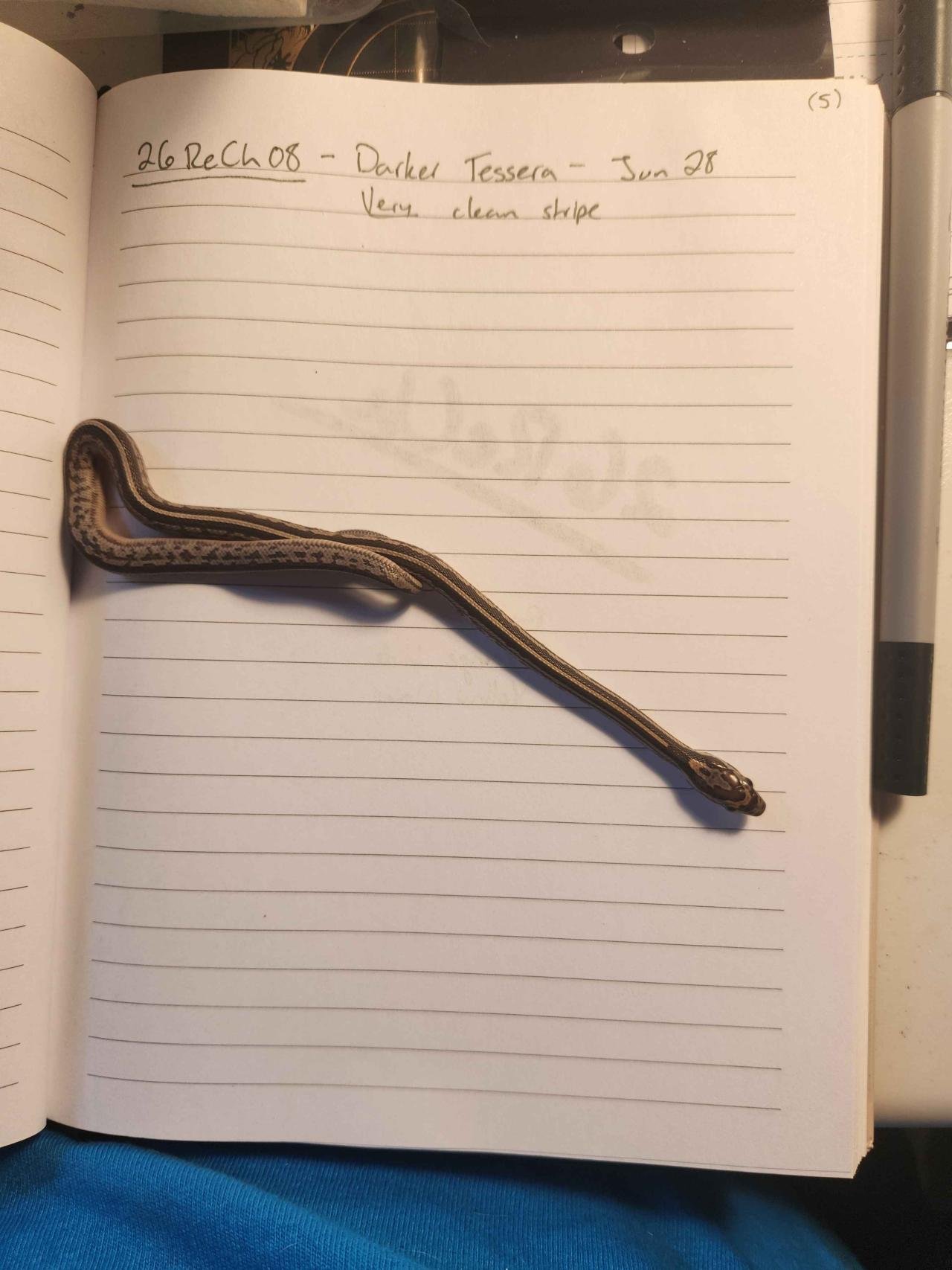Tessera corn snake hatchling