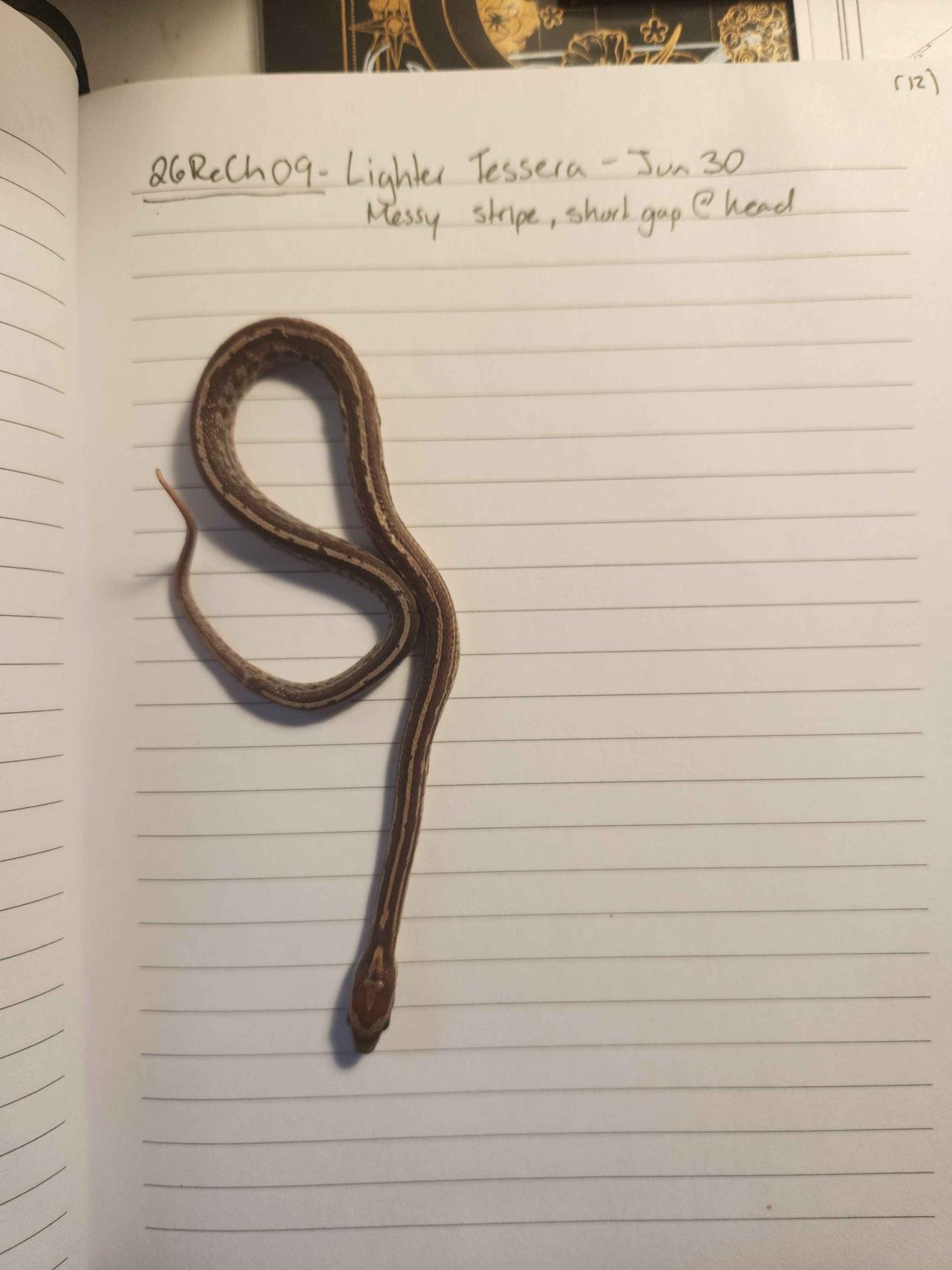 Tessera corn snake hatchling