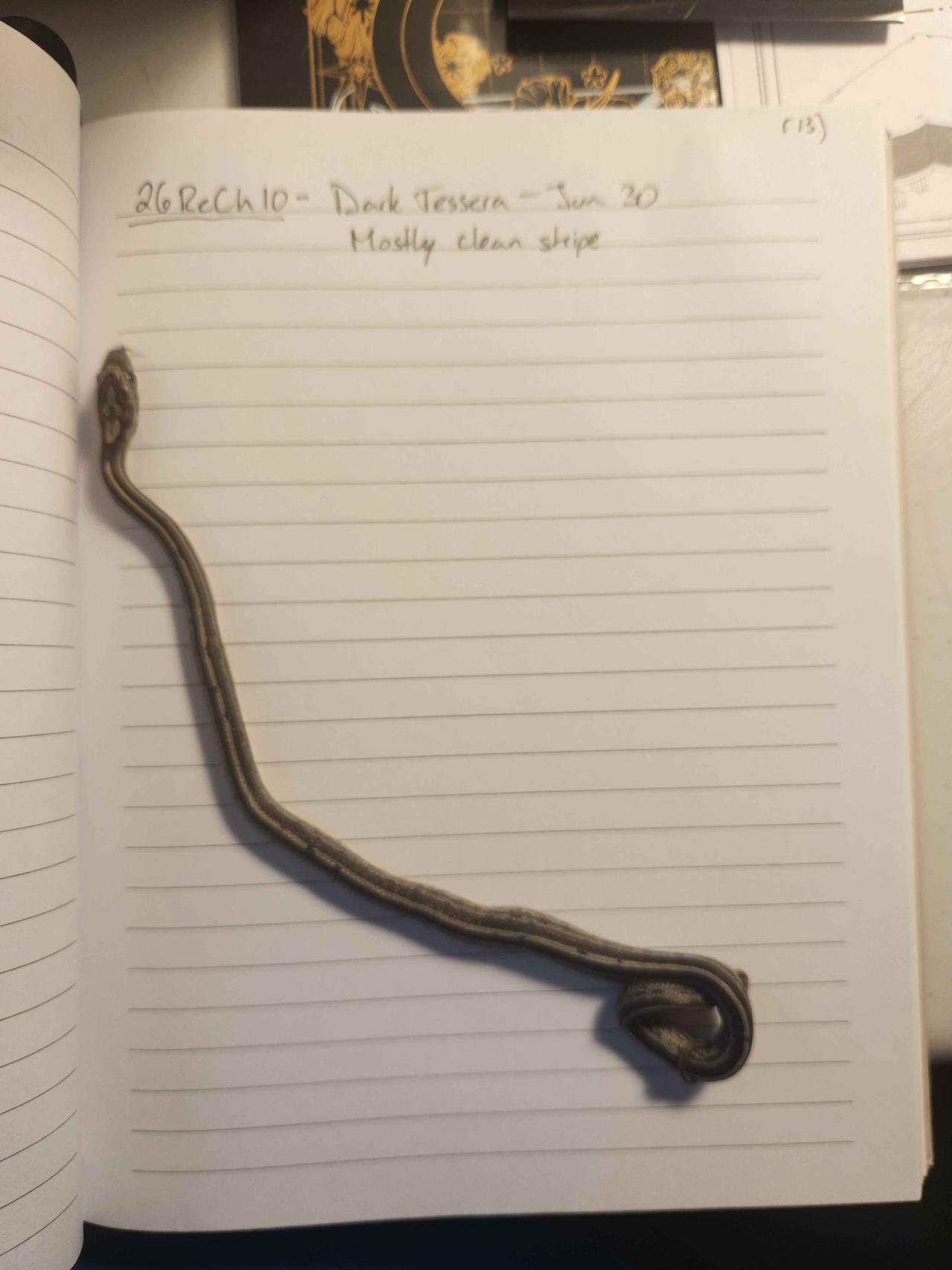 Tessera corn snake hatchling