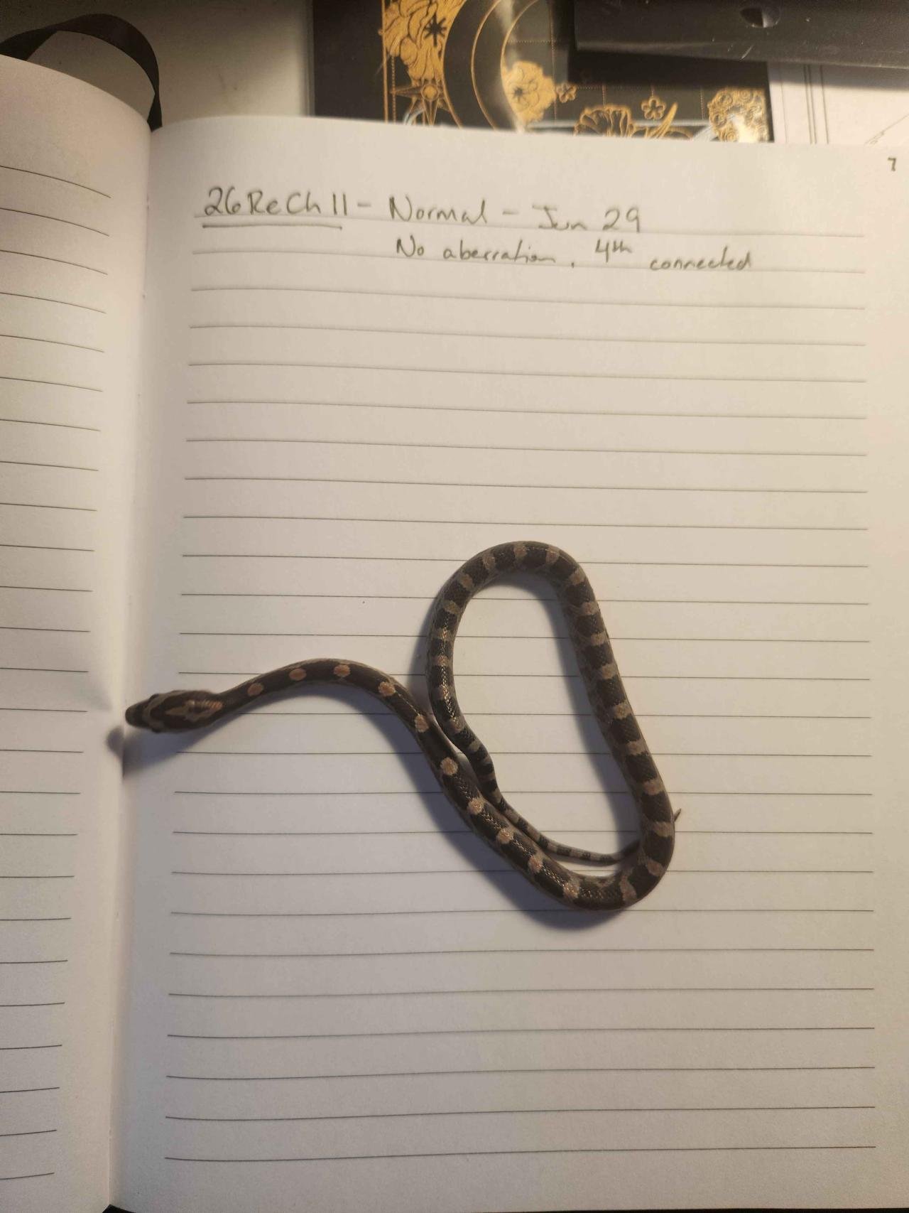 Normal corn snake hatchling