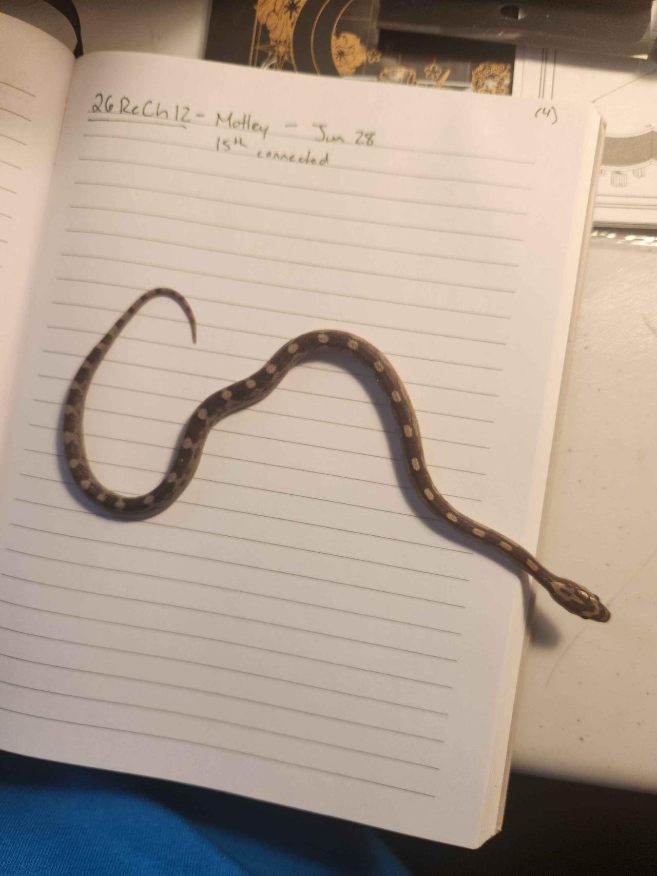 Motley corn snake hatchling