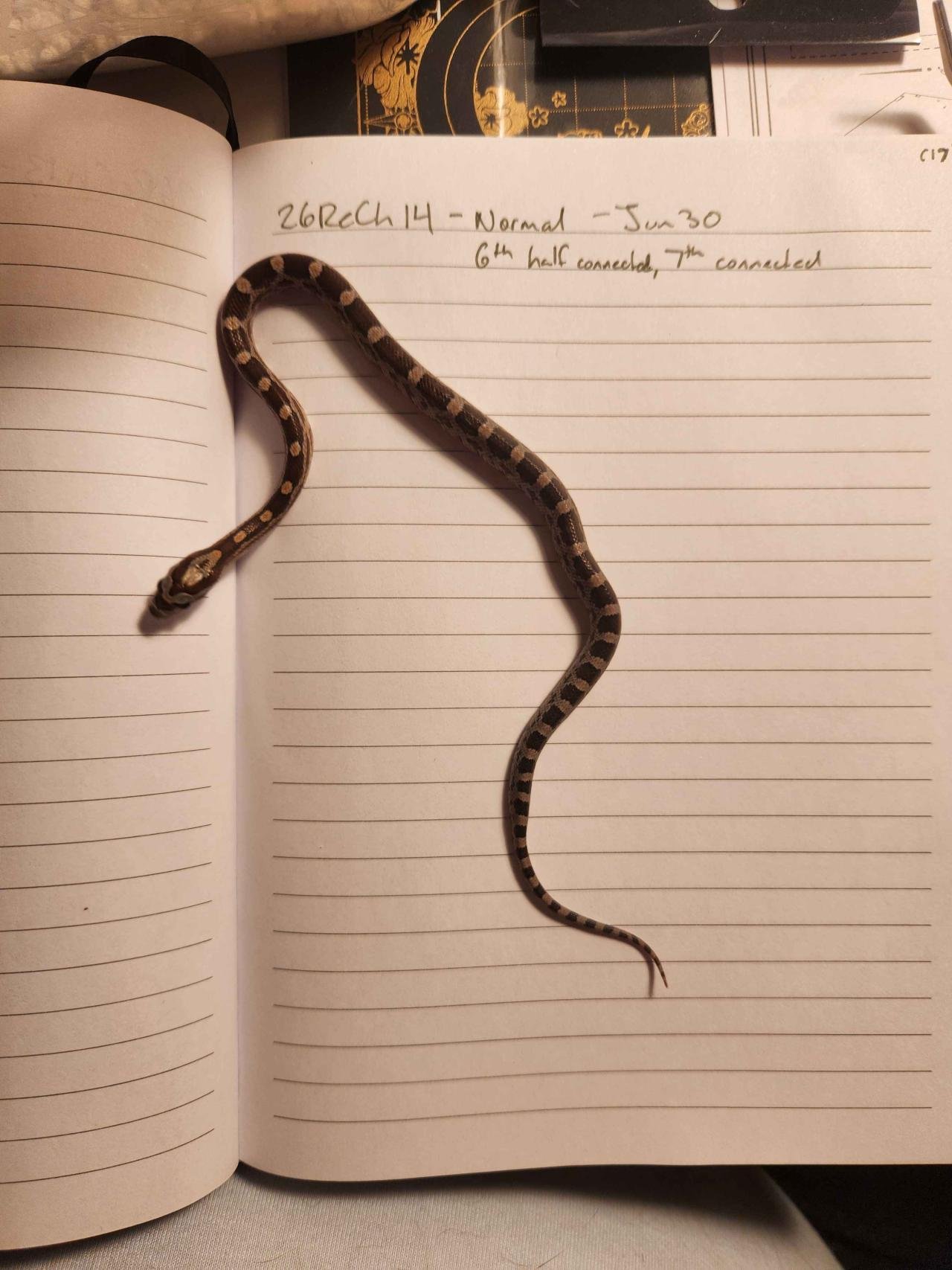 Normal corn snake hatchling